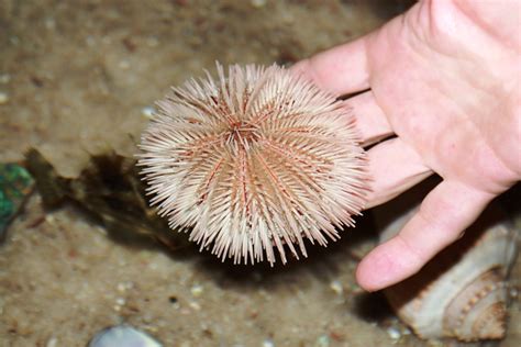 Sea Tales Sea Urchins Sand Dollars And Sea Stars Museumplanetarium Org