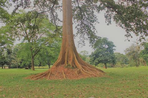 Sub Tropical Root System