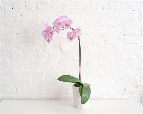 Orchids Indoor Plant Care And Growing Guide