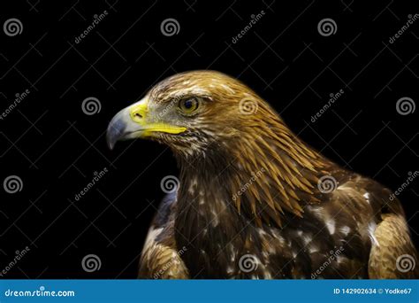 Image Of Golden Hawk On Black Background Birds Stock Photo Image Of