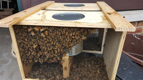 Honeybee Packages Nucs And Supplies Cook Dupage Beekeepers Association