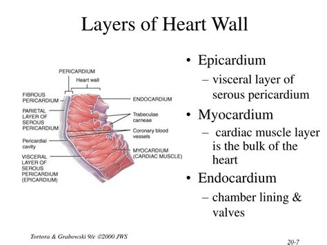 Epicardium Myocardium Endocardium Diagram