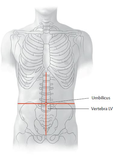 Divided into 9 regions by two vertical and two horizontal imaginary planes divided into 4 quadrants by single vertical and horizontal imaginary plane. Topographical Anatomy | Basicmedical Key