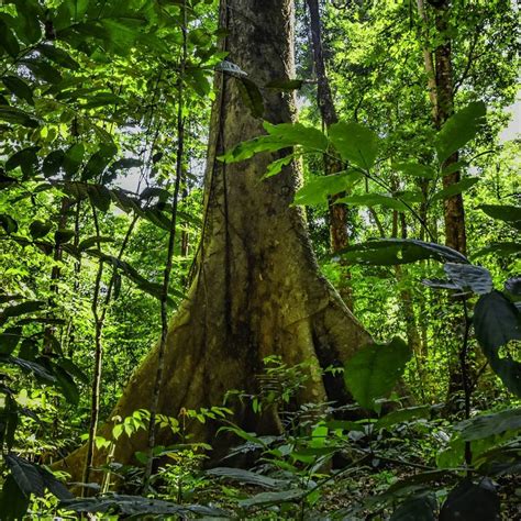Hutan Tertua Di Dunia Salah Satunya Dari Indonesia Lho