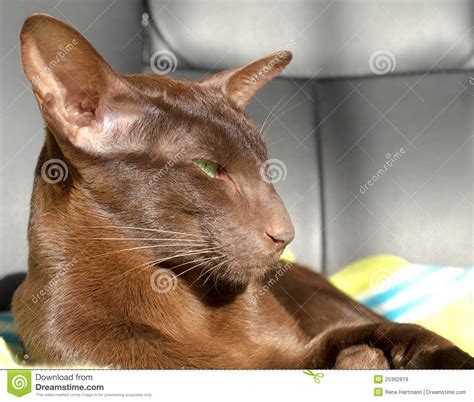 Dark Brown Oriental Cat With Green Eyes Stock Image