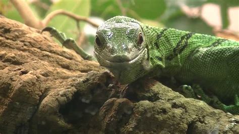 Close Up Green Tree Monitor Lizard Youtube
