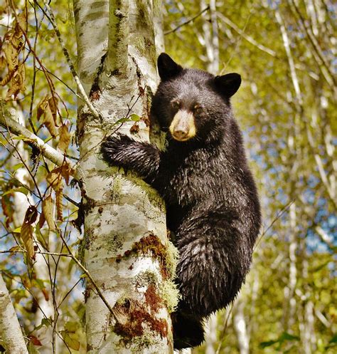 Black Bear Cub Up A Tree Photograph By Northwest Outdoors Pixels