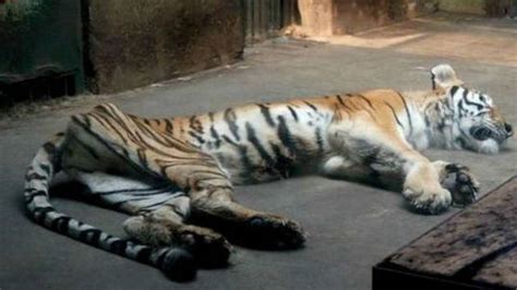 Tigre desnutrido en zoológico causa molestia en pobladores de China
