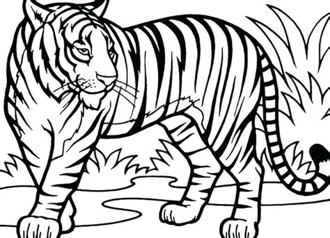 Terheboh Gambar Sketsa Harimau Sumatera Heboh Riset