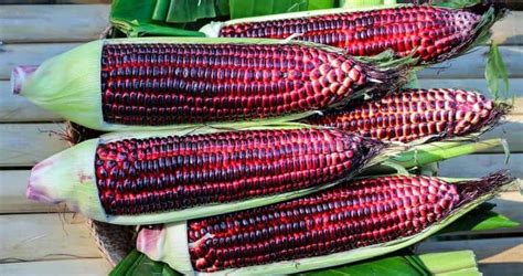 Healing Properties Of Purple Corn That Many Dont Know
