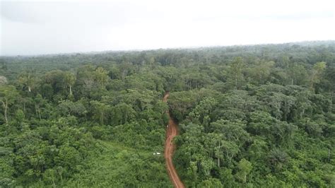 Cameroon Government Again Opens Way For Logging In Ebo Forest Lagos