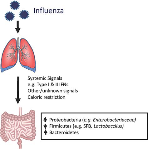Frontiers Respiratory Viral Infection Induced Microbiome Alterations