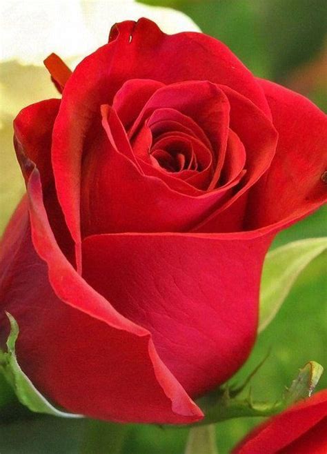 Pin By Esrarengİz🌹 On Güllerim Beautiful Rose Flowers Rose Flower