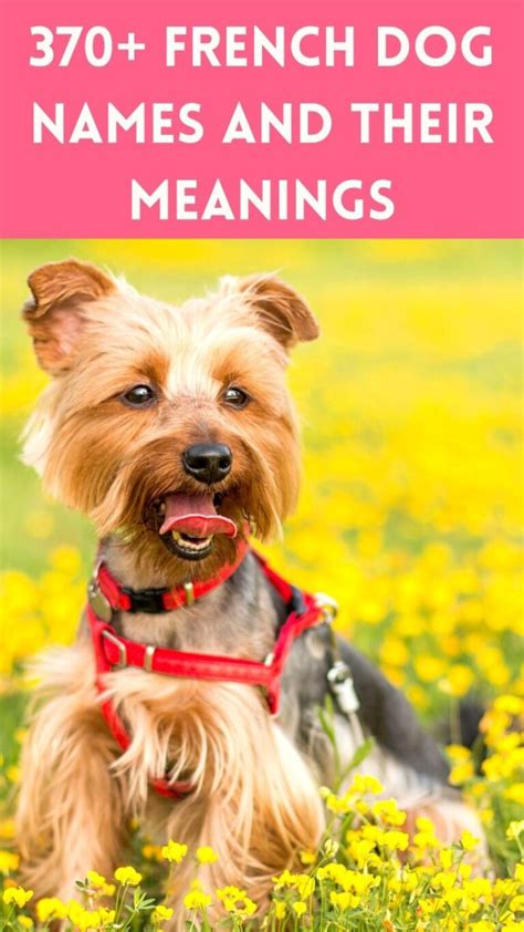 370 French Dog Names And Their Meanings Journey To France