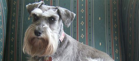 Our beautiful akc , apri & msca registered mini schnauzer dams. Miniature Schnauzer Dog Rescue, serving the Pacific ...