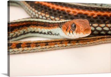 San Francisco Garter Snake Thamnophis Sirtalis Tetrataenia At The