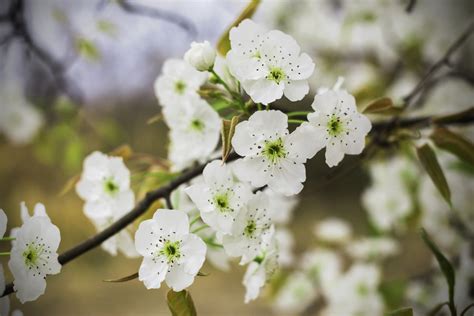 Check spelling or type a new query. 19 Types of Flowering Trees to Embellish Your Beautiful ...