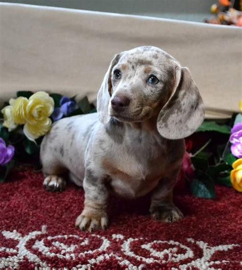 Puppies ready to got to new forever homes january23rd weekend! Mini Dachshund Puppies For Sale Black Tan,Doxie Breeder ...