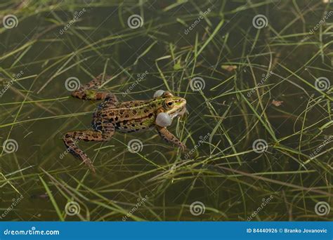 Male Green Frogs Stock Photo Image Of Isolated Background 84440926