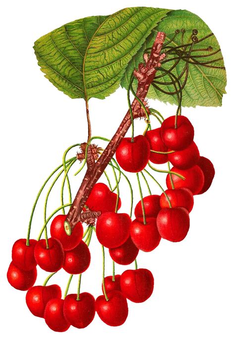 Antique Images Digital Cherry Botanical Art Vintage Fruit