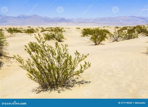 Dried Desert Gras In Mesquite Flats Sand Dunes Stock Photo Image Of