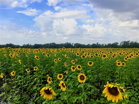 Visit These 7 Kansas Sunflower Fields That Begin Blooming In July