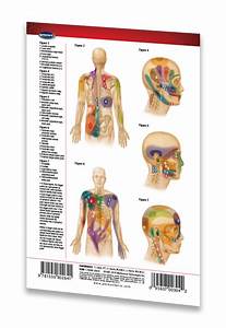 Trigger Points Guide Head Torso Pocket Size Quick Reference
