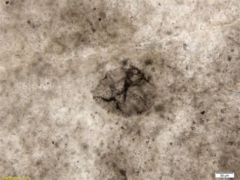 Geologist Uncovers 25 Billion Year Old Fossils Of Bacteria That