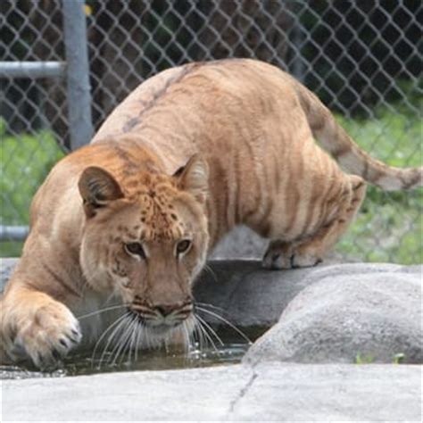 How could cats possibly live without homes, when they are just kings of the jungles bite sized? Big Cat Habitat & Gulf Coast Sanctuary - Animal Shelters ...