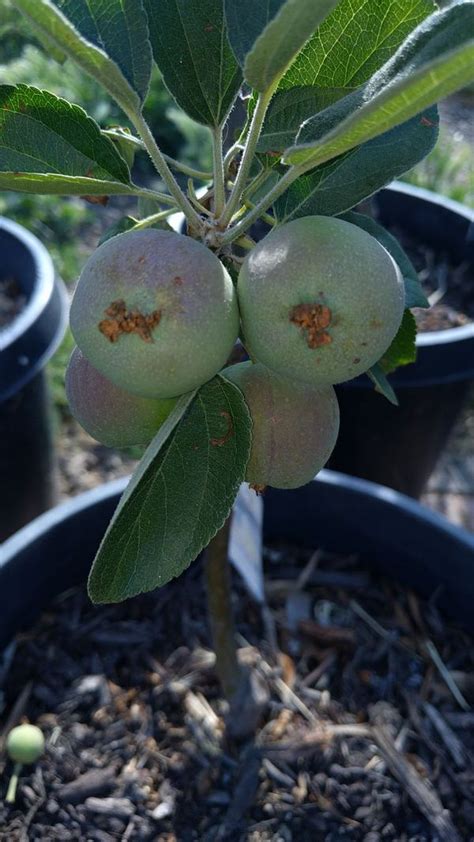 Organic fruit trees our fruit tree varieties and root stocks have been carefully selected to be disease resistant and suitable for midwest climates. Ein Shemer Organic ULTRA DWARF Apple tree for Sale in ...