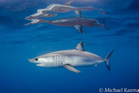 Mako Shark These Lovely Sharks Have Been Known To Attack Humans They