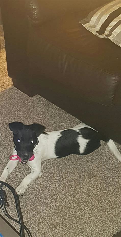 Jack Russell In S Sheffield For For Sale Shpock
