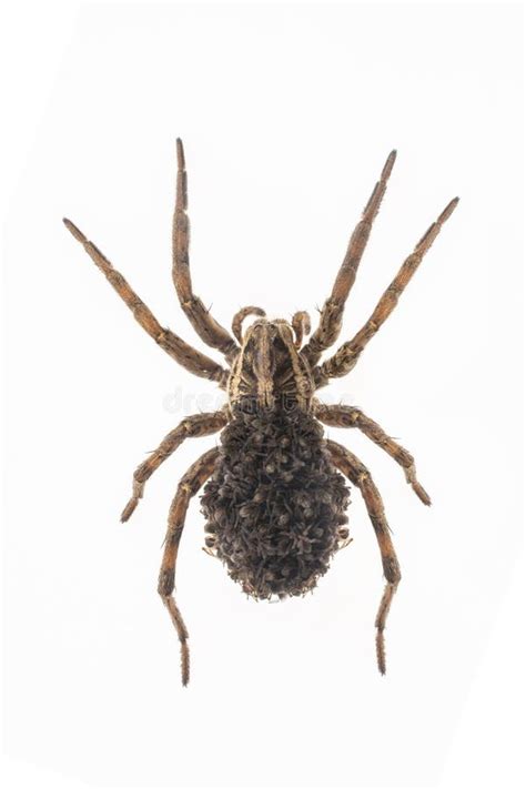 Mother Wolf Spider With Babies Stock Image Image Of Baby Arachnid