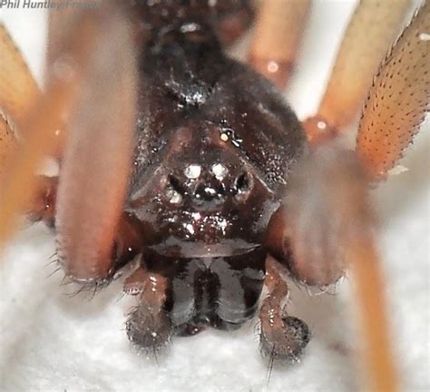 Spider Steatoda Grossa Bugguidenet