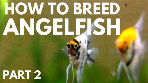 How To Breed Angelfish Hatching The Eggs Part 2 Youtube