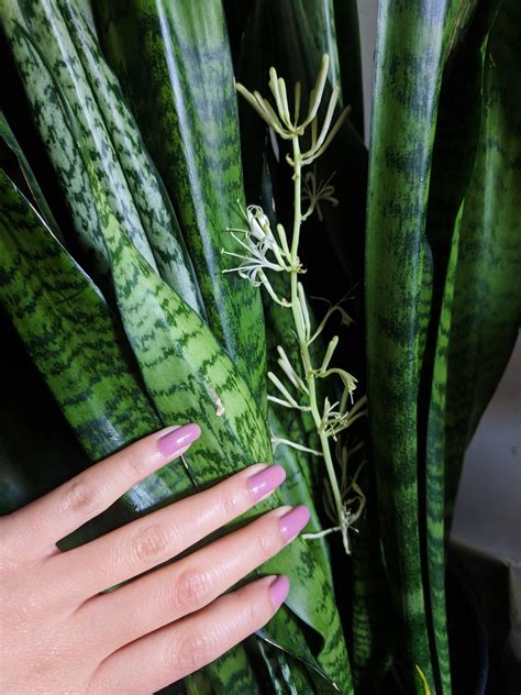 Looking for a good deal on flower snake? Snake plant flowers!! (Sansevieria) : IndoorGarden