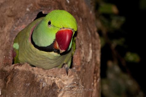 Alexandrine Parrot In Tree Cavity Nest Kea Photography