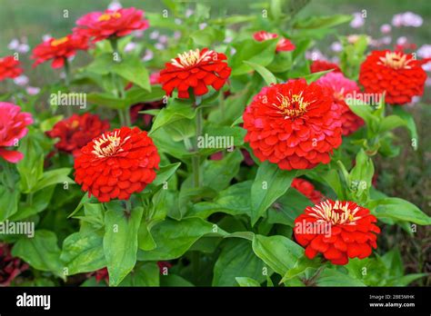 Red Flowers Of Zinnia Elegans Common Zinnia Or Elegant Zinnia In The