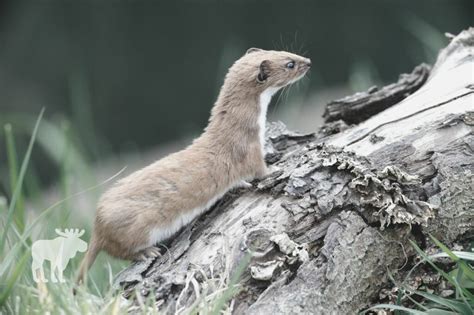 What Is The Difference Between An Ermine And A Weasel