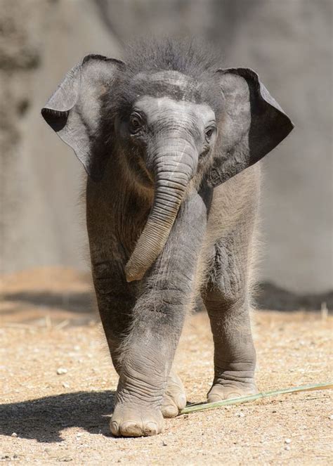 Featuring mai and mii, two characters from the series popotan, the meme involved a repetitive flash animation of the two swinging their hips and clasping their hands over their heads to imitate the ears of bunny rabbits. UPDATE: Asian Elephant Calf Debuts at Saint Louis Zoo ...