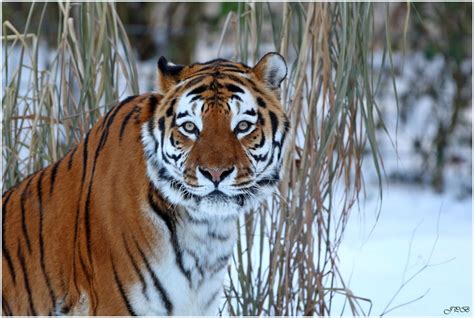 Sibirischer Tiger Im Schnee Foto And Bild Tiere Zoo Wildpark