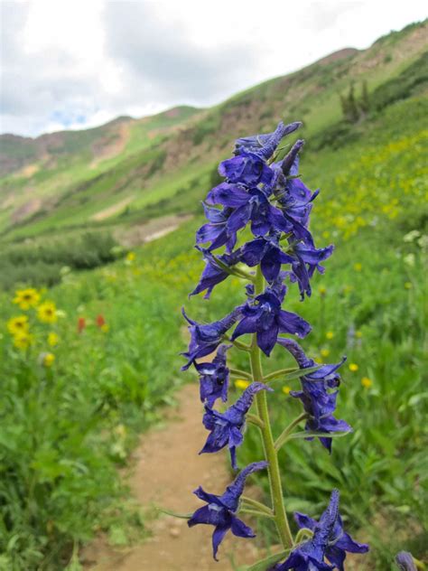 Crested Butte Wildflower Guide Travel Crested Butte