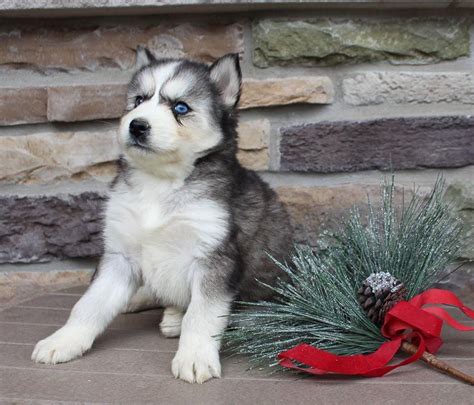 From those that have copied portions of my site and passed it off as their own, to the. Breed: Siberian Husky Gender: Female Registry: AKC ...