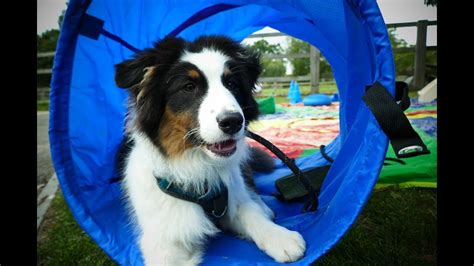 This allows the unique opportunity to train your dog in a home environment, where he will learn to be part of a family, and learn to behave like one of. Zephyr - 16 Week Old Australian Shepherd Puppy - 2 Weeks ...