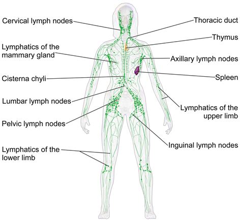 Secondary Lymphatic Organs Concise Medical Knowledge