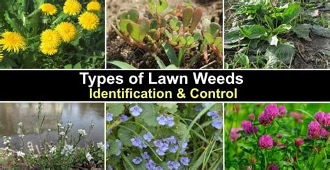 Types Of Lawn Weeds With Pictures Identification And Control