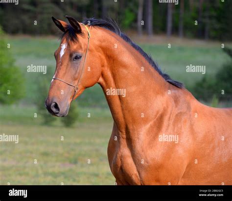 Bay Akhal Teke Horse Standing In The Field In Show Halter Animal