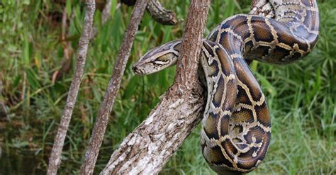 Burmese Python Animal Facts Python Bivittatus A Z Animals