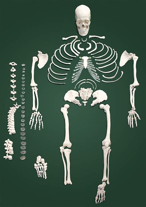 Skeleton Disarticulated Flinn Scientific