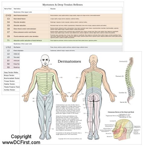 Myotomes Dermatomes And Reflexes Myotomes Dermatomes And Reflexes The Best Porn Website